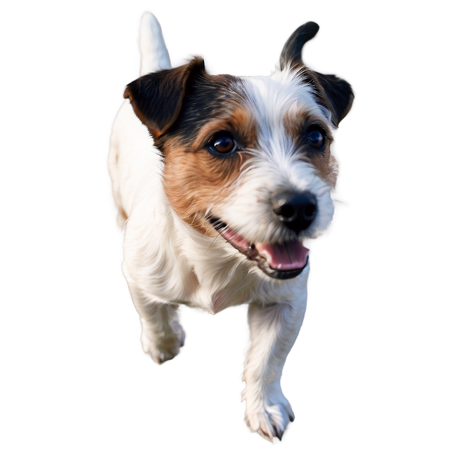 Rough Coat Jack Russell Png Pwk