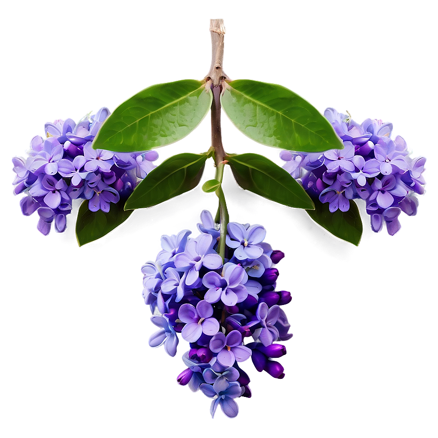 Royal Lilac Png Onl