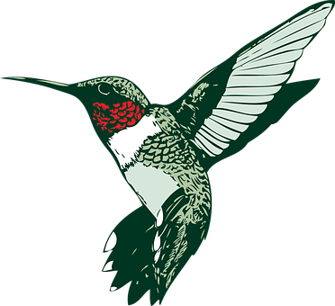 Ruby Throated Hummingbird Illustration