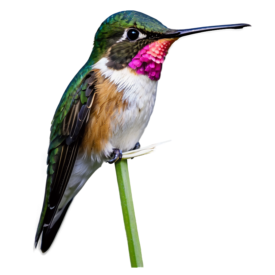 Ruby-throated Hummingbird Png Qti