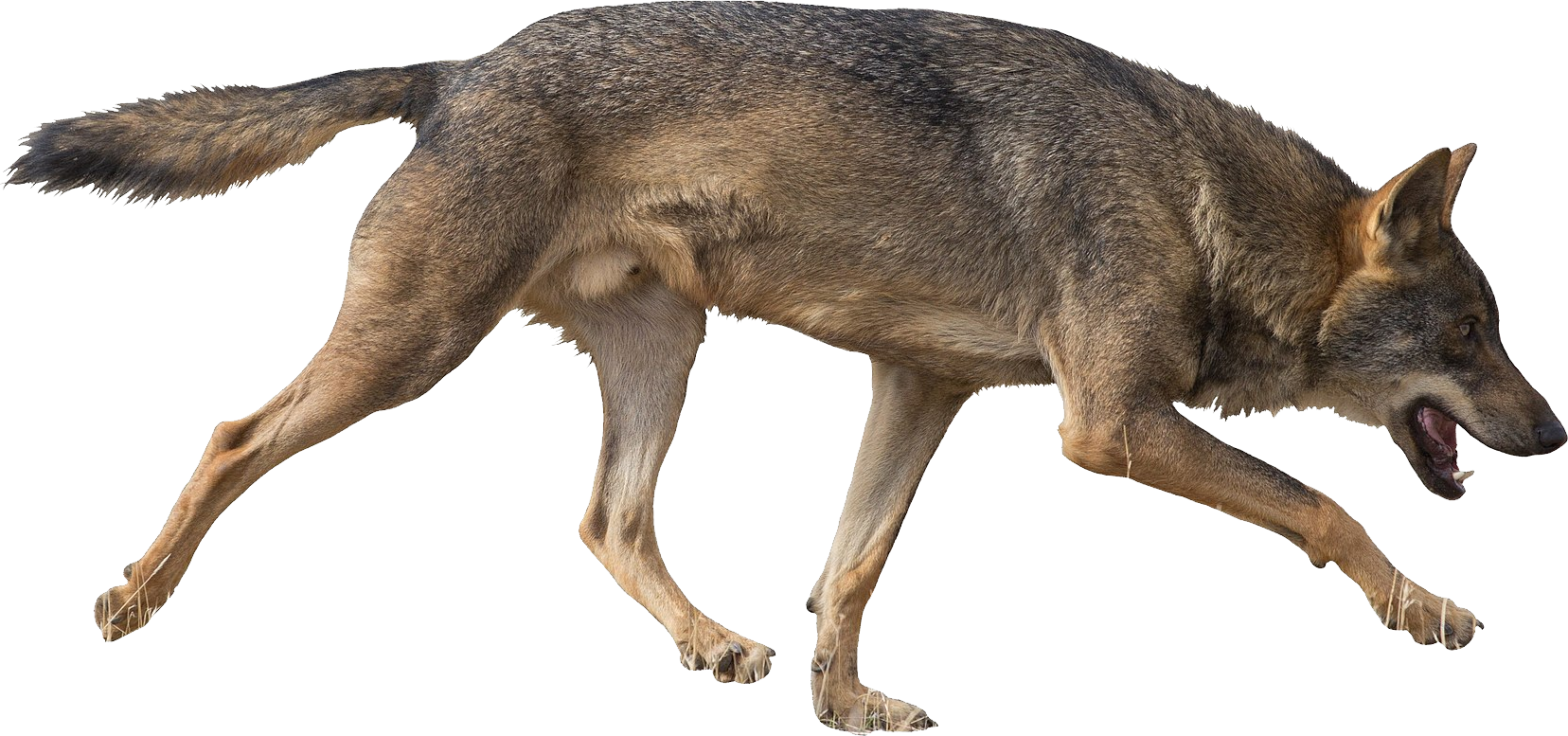 Running Coyote Transparent Background