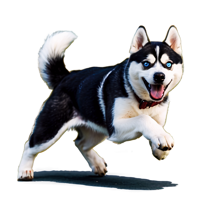 Running Siberian Husky Png 06252024