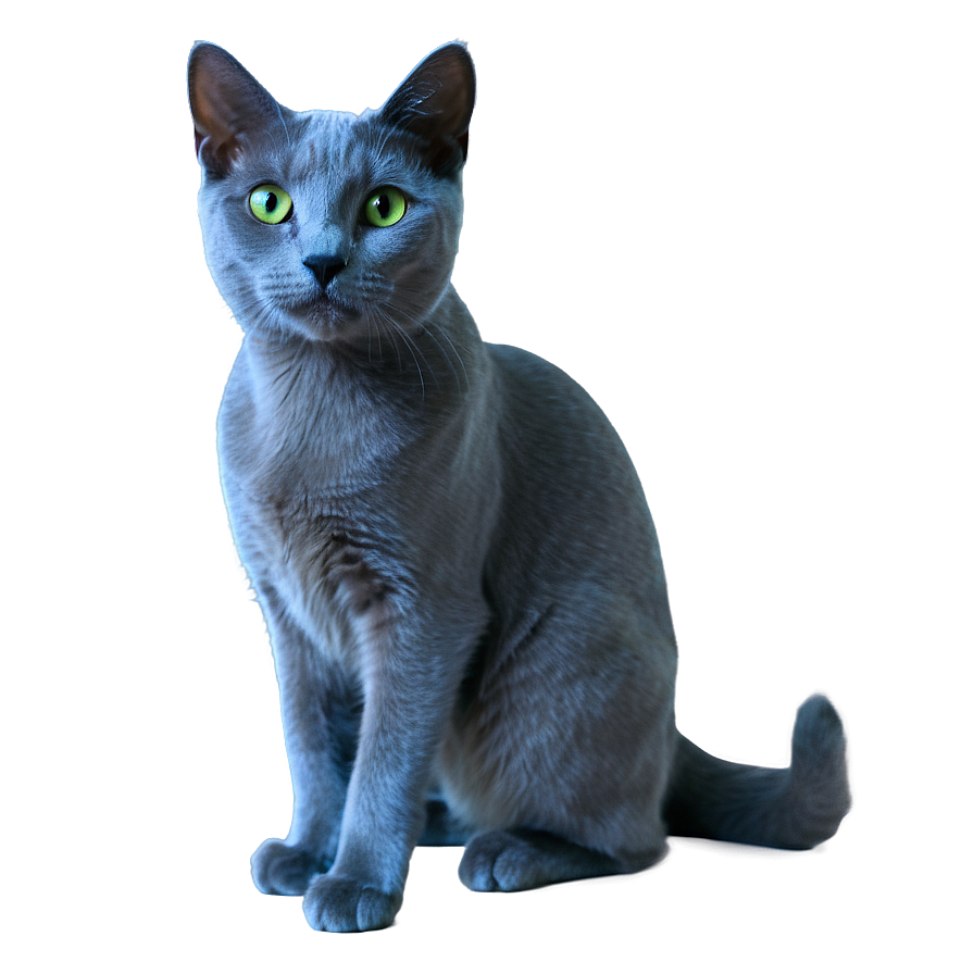 Russian Blue Cat A