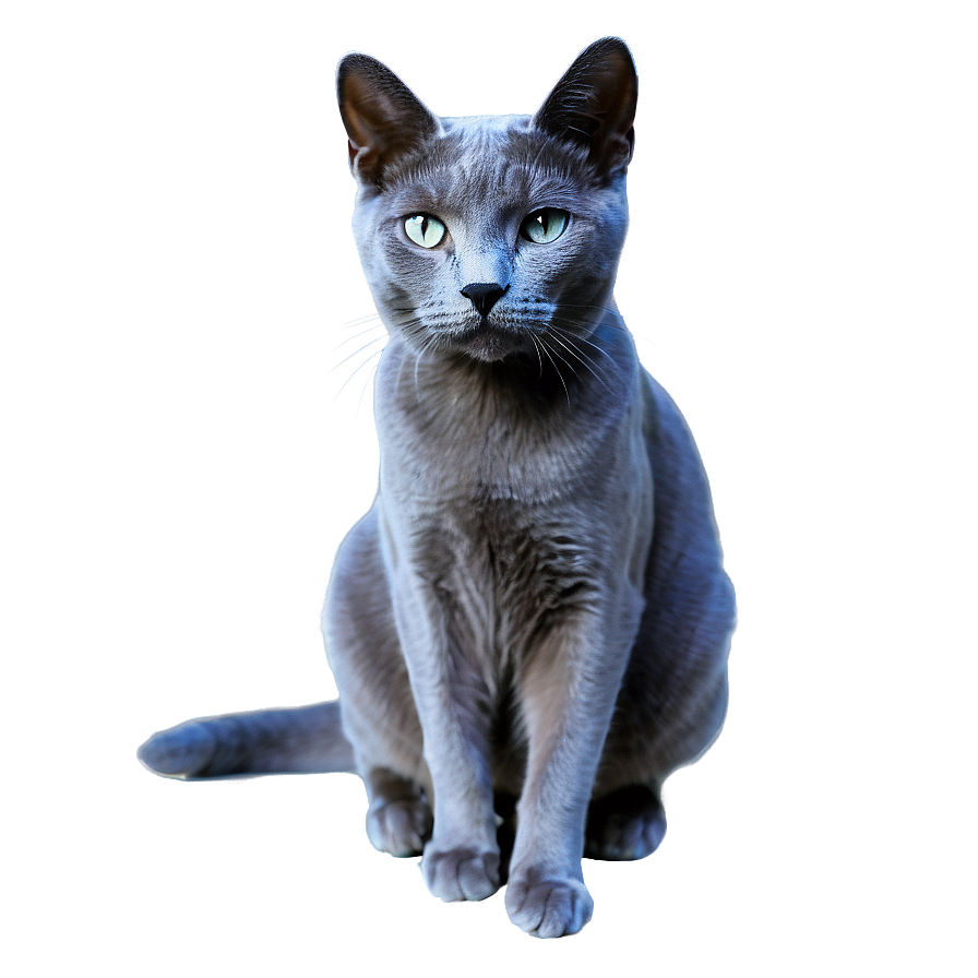 Russian Blue Cat In Elegant Pose Png 06272024