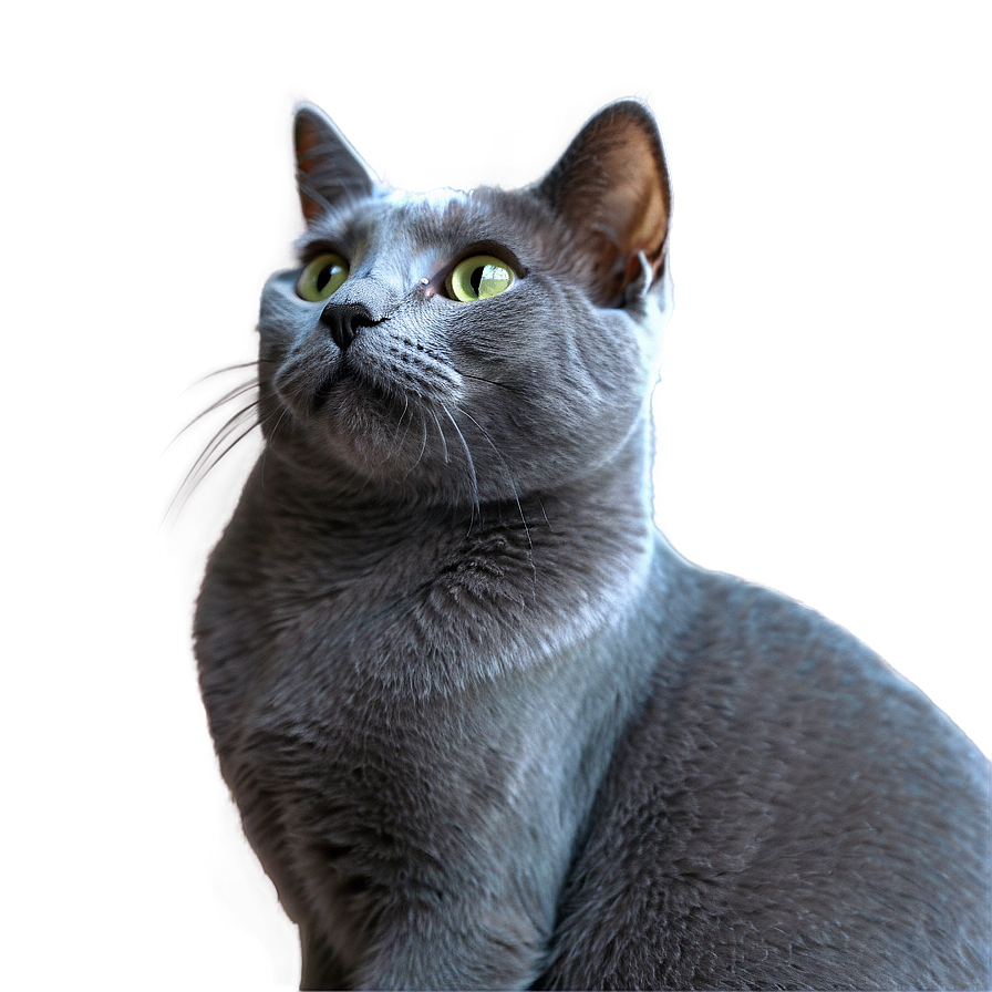 Russian Blue Cat In Elegant Pose Png 35