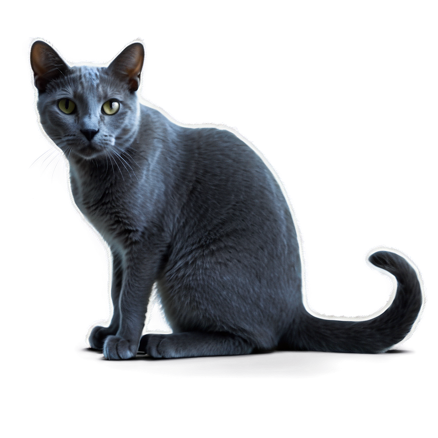 Russian Blue Cat In Shadow Png Cth