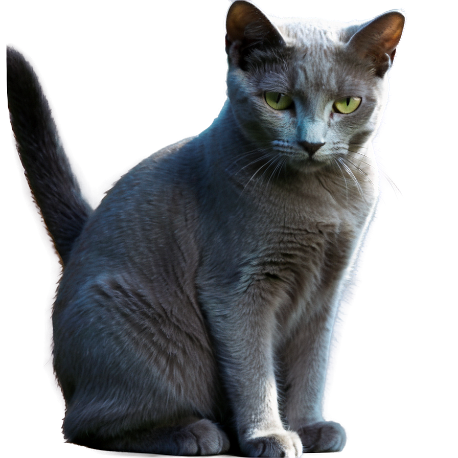 Russian Blue Cat In Sunlight Png Spo