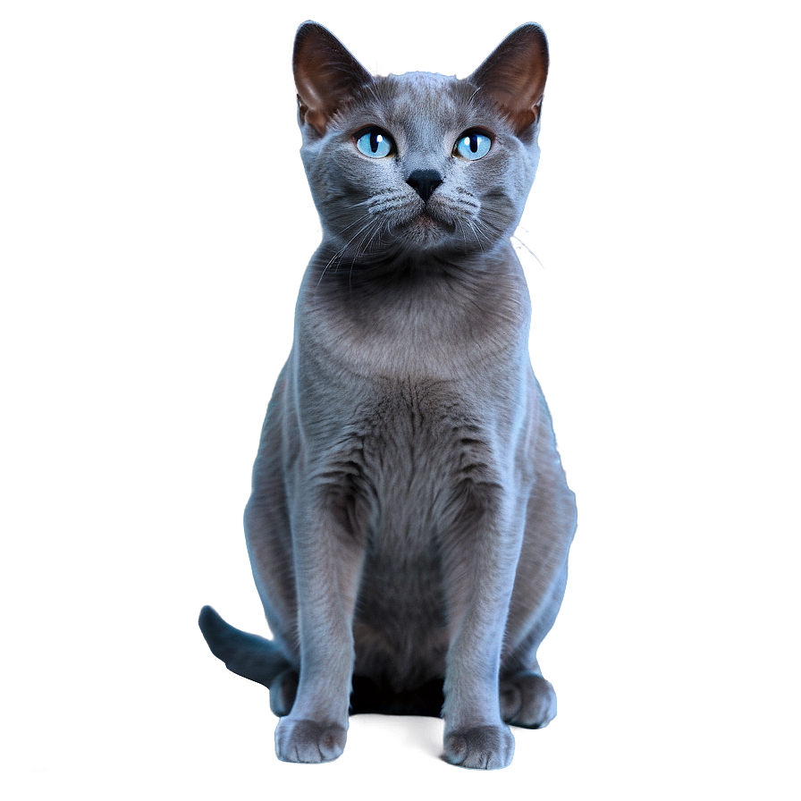 Russian Blue Cat Transparent Qpu58