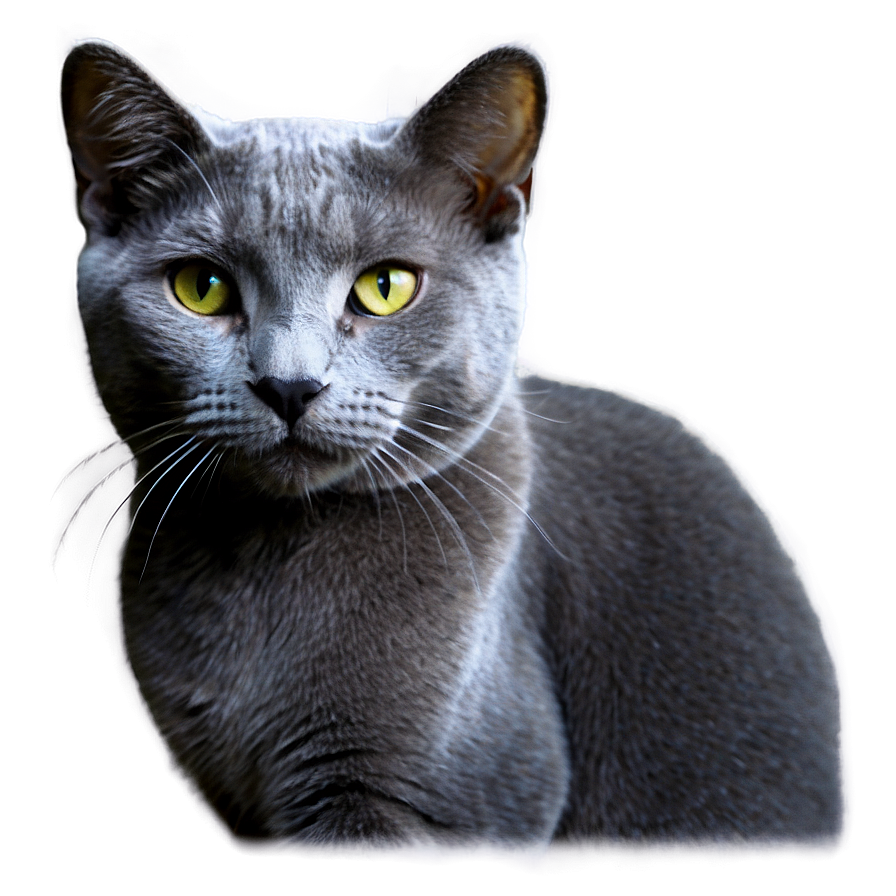 Russian Blue Cat Whiskers Png 06272024