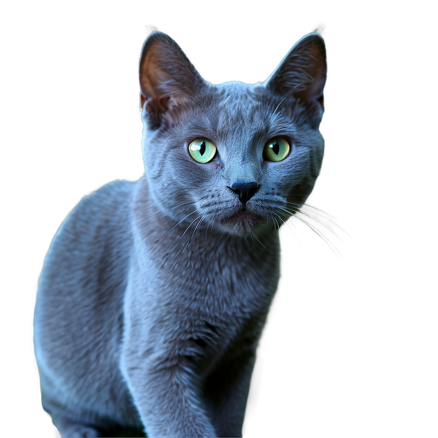 Russian Blue Cat Whiskers Png Iga85