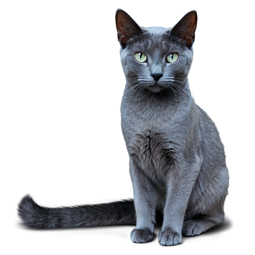 Russian Blue Cat With Detailed Texture Png 06272024