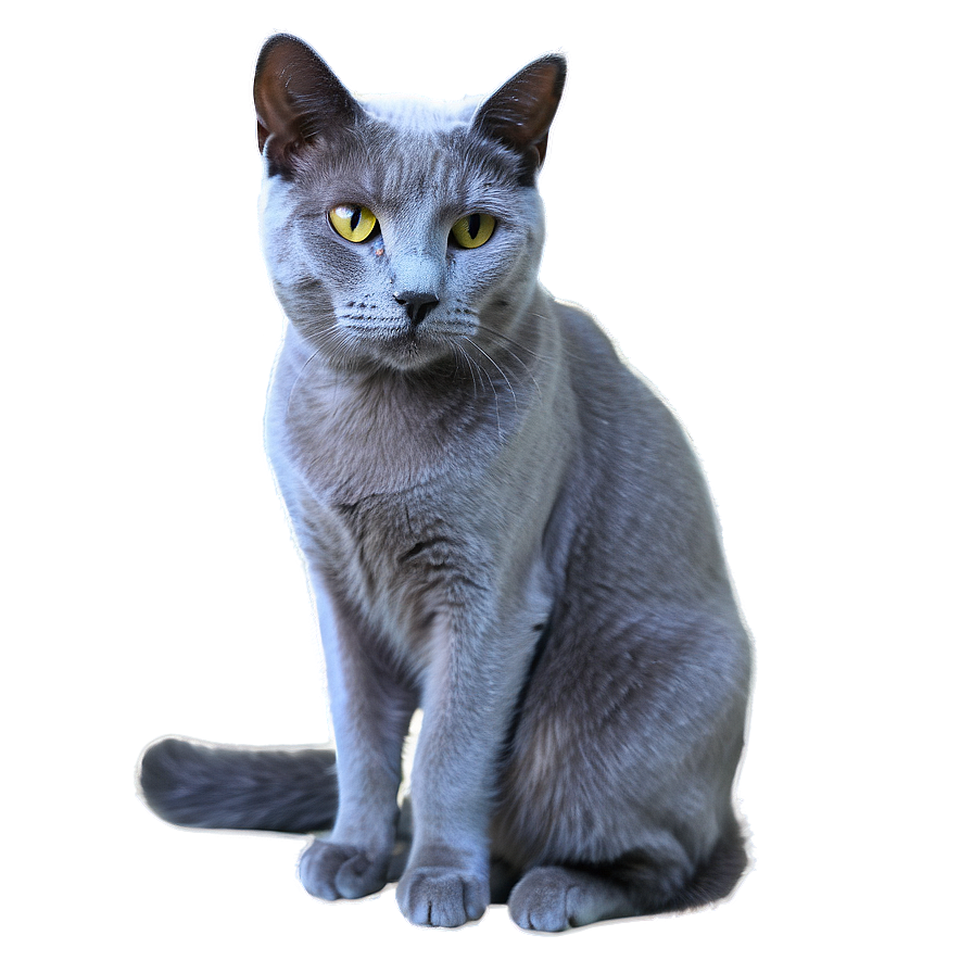 Russian Blue Cat With Soft Fur Png Pva51