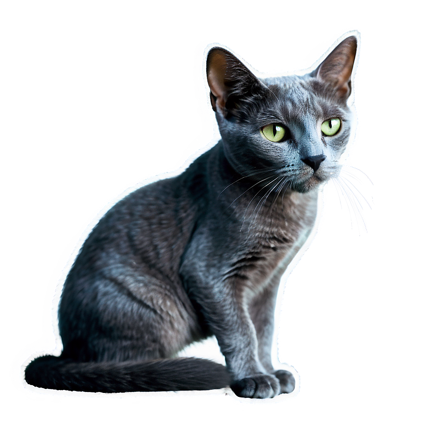 Russian Blue Cat With Soft Fur Png Wof25