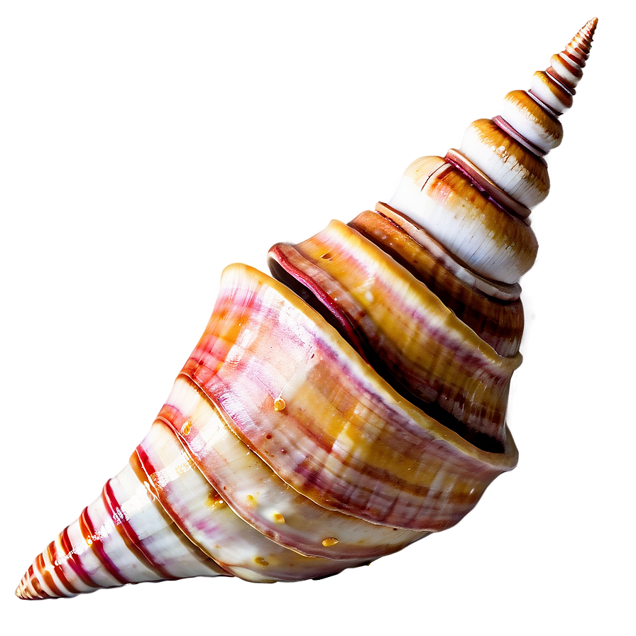 Rustic Conch Shell Png 57