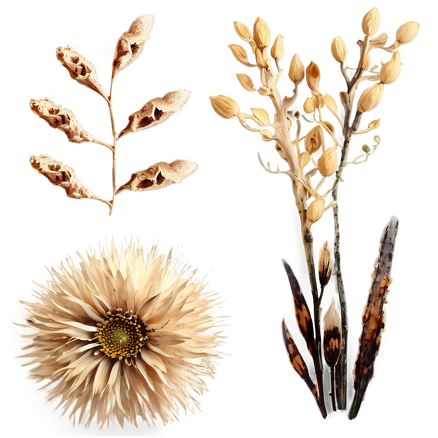 Rustic Dry Flowers Png Cun