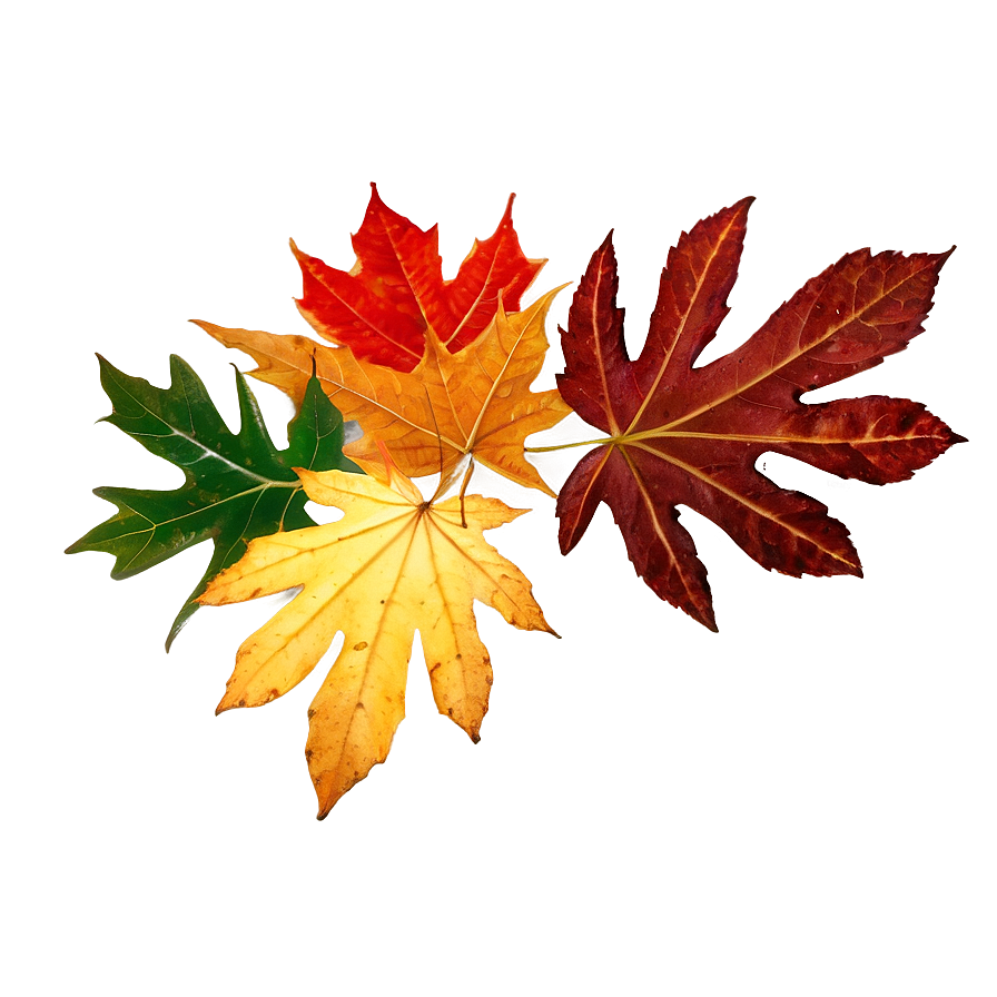 Rustic Fallen Leaves Arrangement Png 57