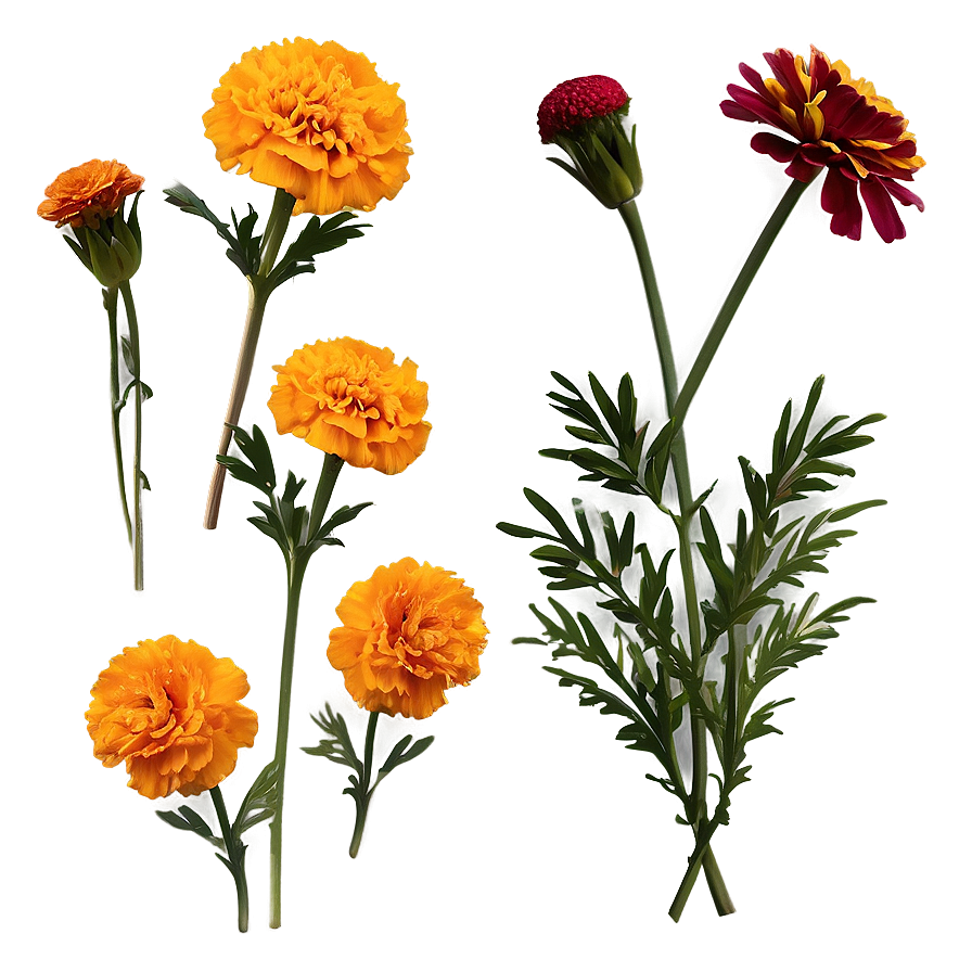 Rustic Marigolds Cluster Png Xeh