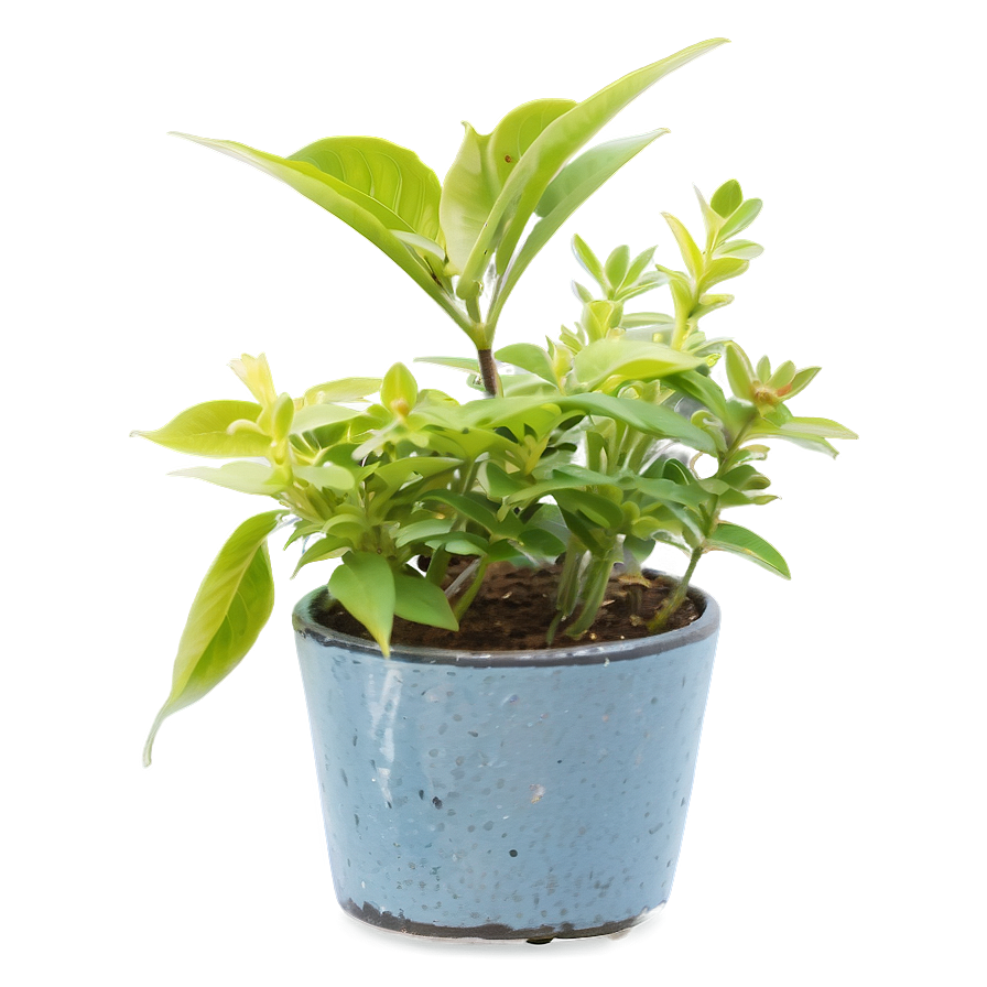 Rustic Small Plant Png 06132024