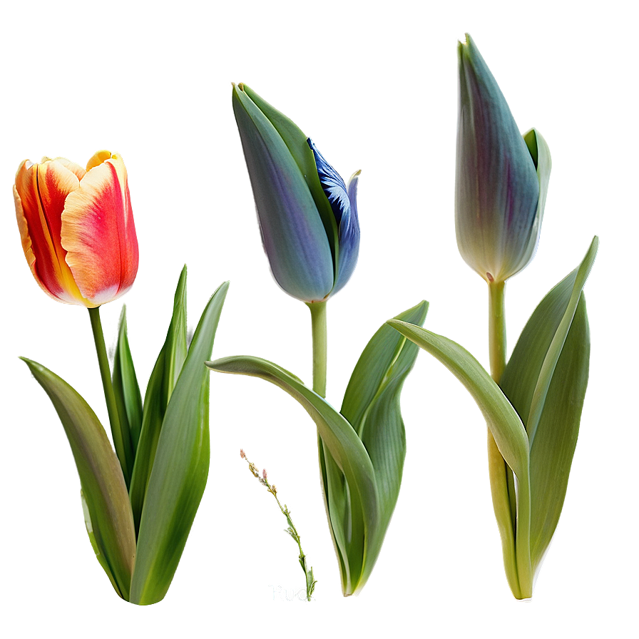 Rustic Tulip Png Gja53