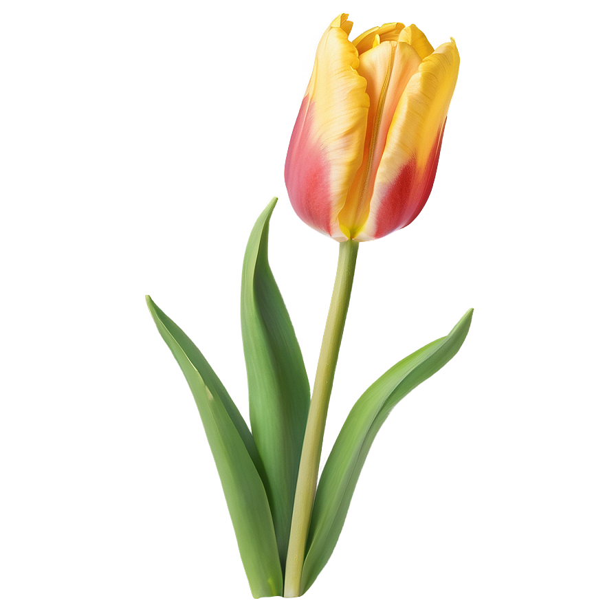 Rustic Tulip Png Qld81