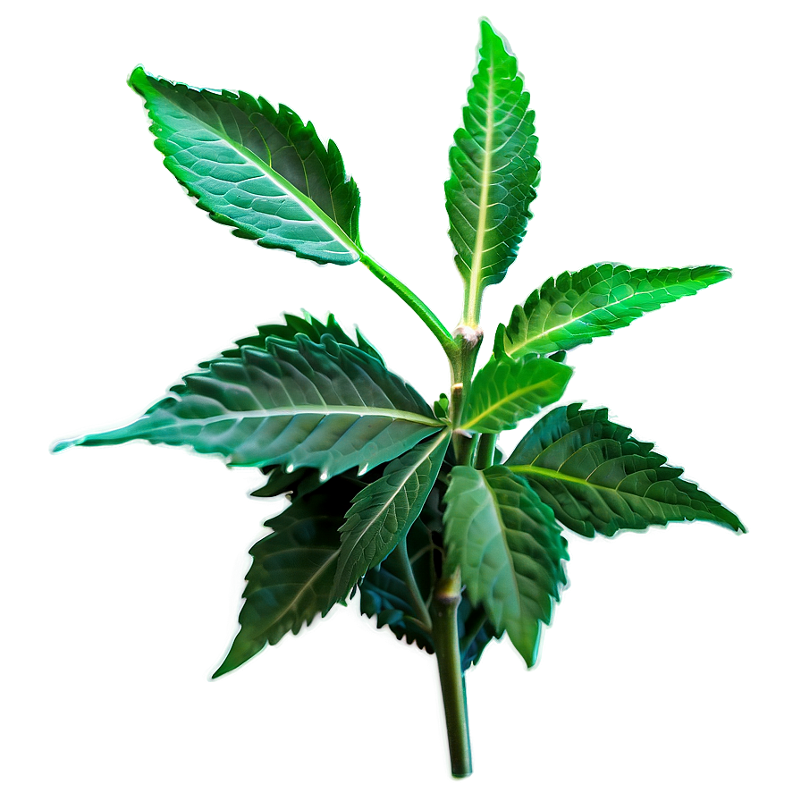Sacred Herb Png 06272024