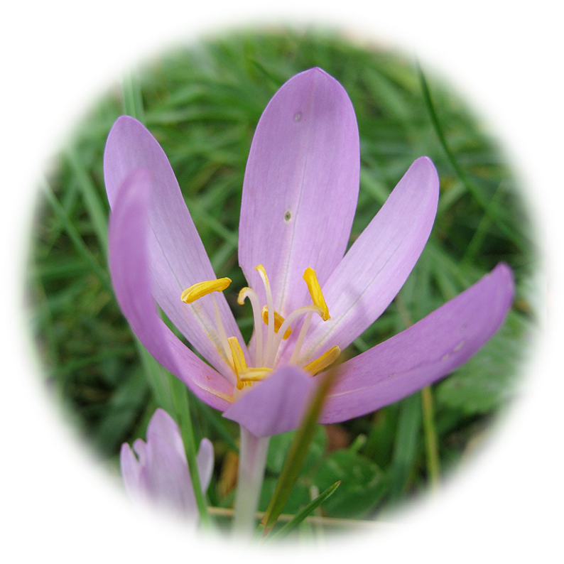 Saffron Crocus Flower Closeup