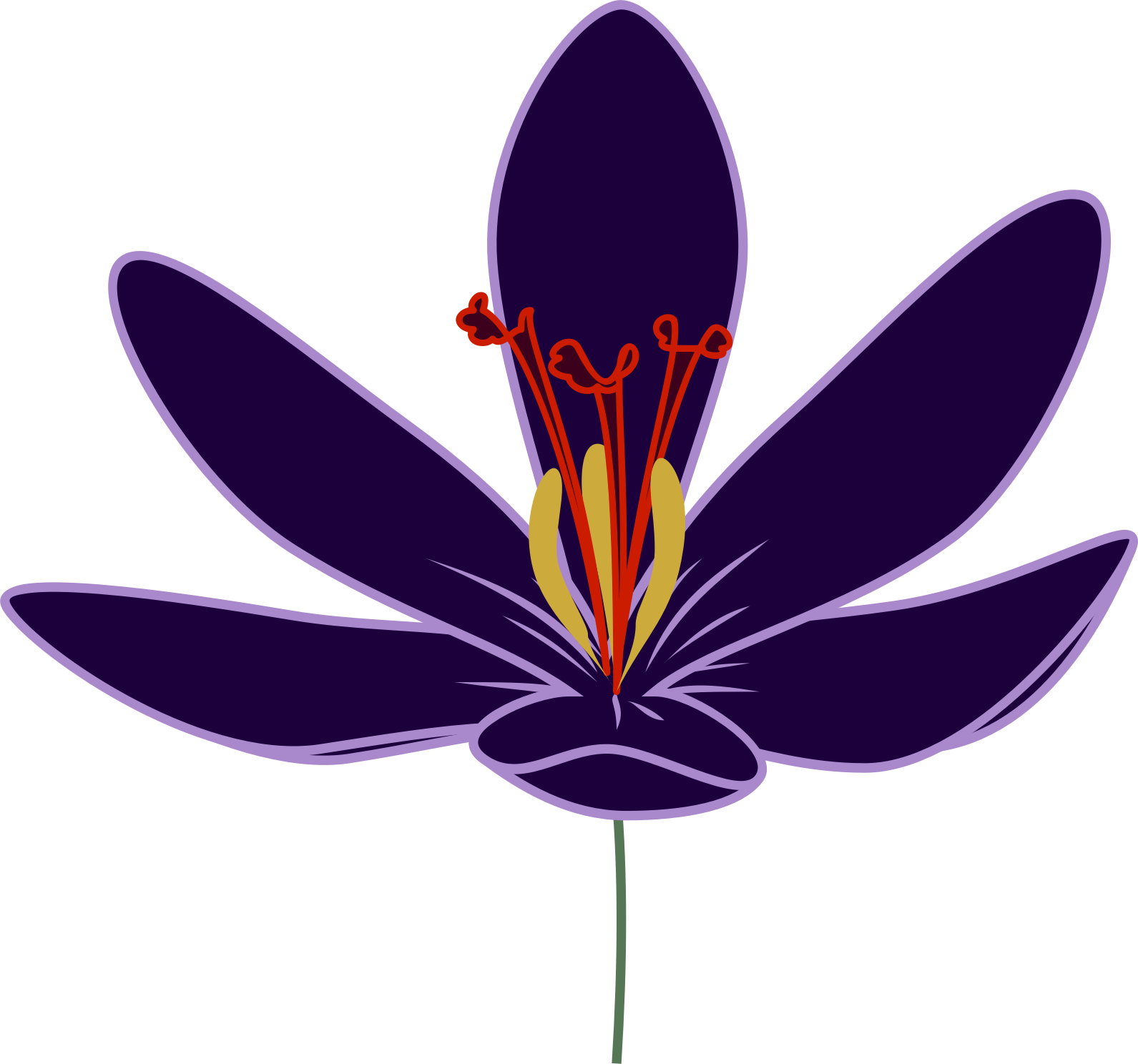 Saffron Crocus Graphic Art