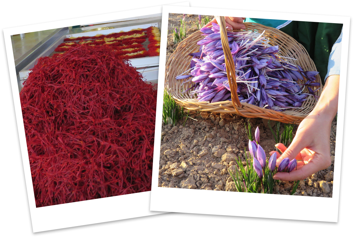 Saffron Harvestand Processing