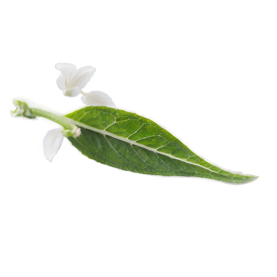 Sage Tea Leaf Png 06262024