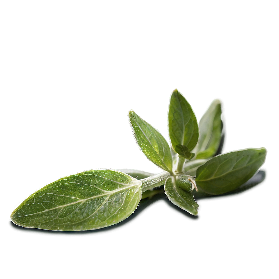 Sage Tea Leaf Png 59