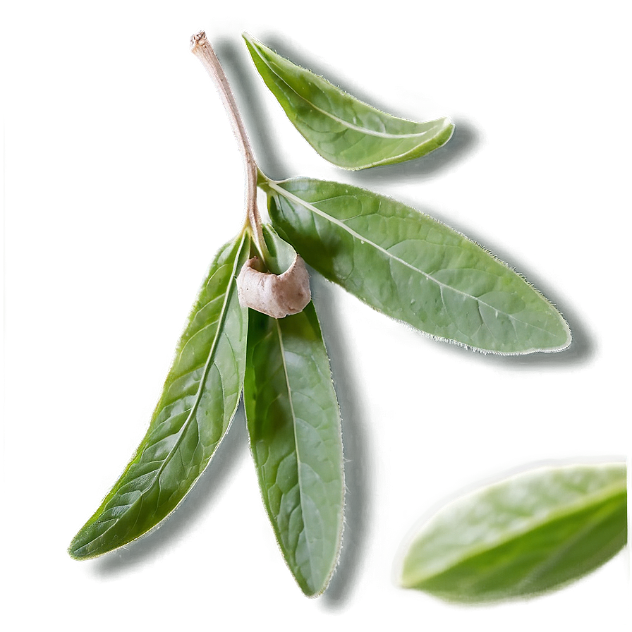 Sage Tea Leaf Png Pdq99