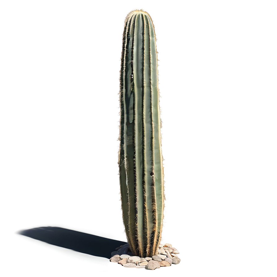 Saguaro Cactus Png Eeb34