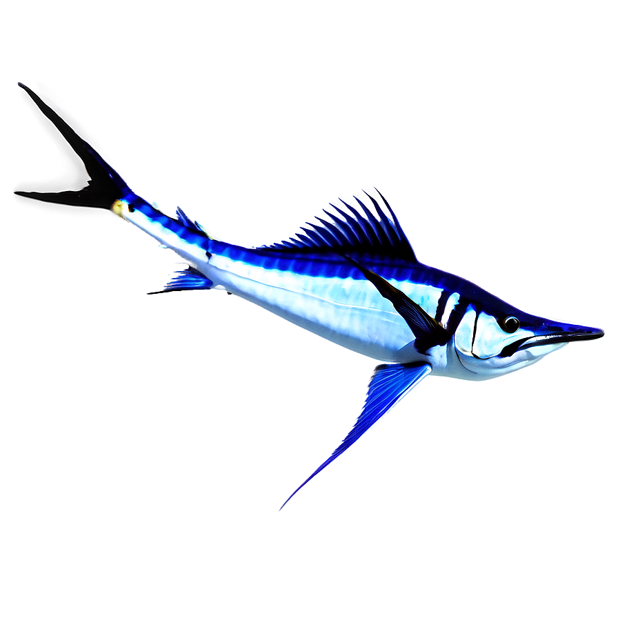 Sailfish Marine Life Png 06262024