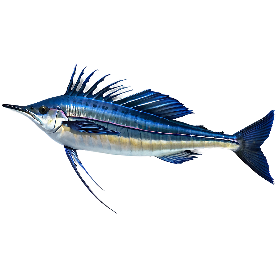 Sailfish Species Profile Png 20