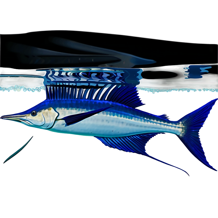 Sailfish Underwater Png 30