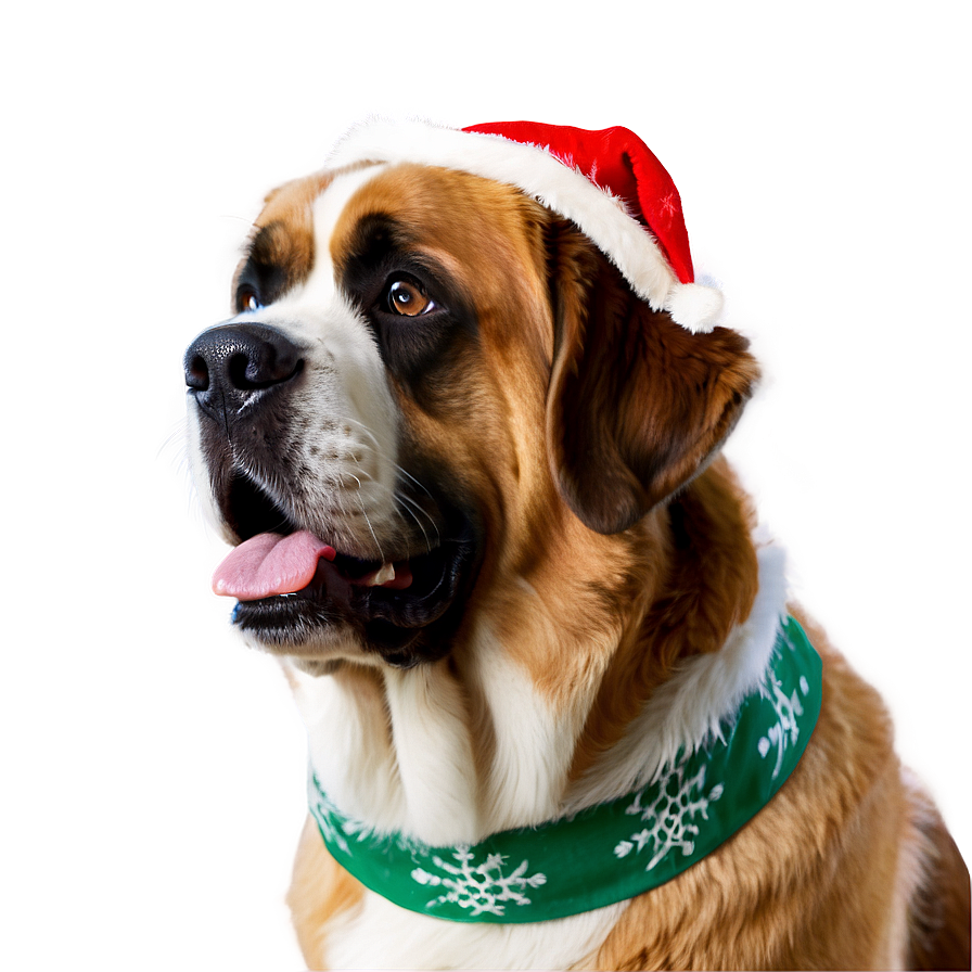 Saint Bernard In Festive Gear Png 71