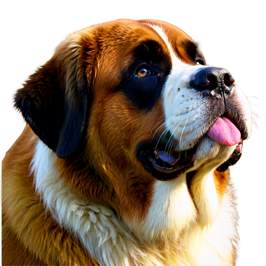 Saint Bernard In Summer Png 26