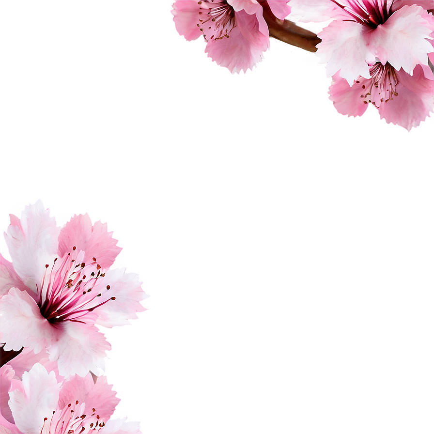 Sakura Flower Frame Png 06202024