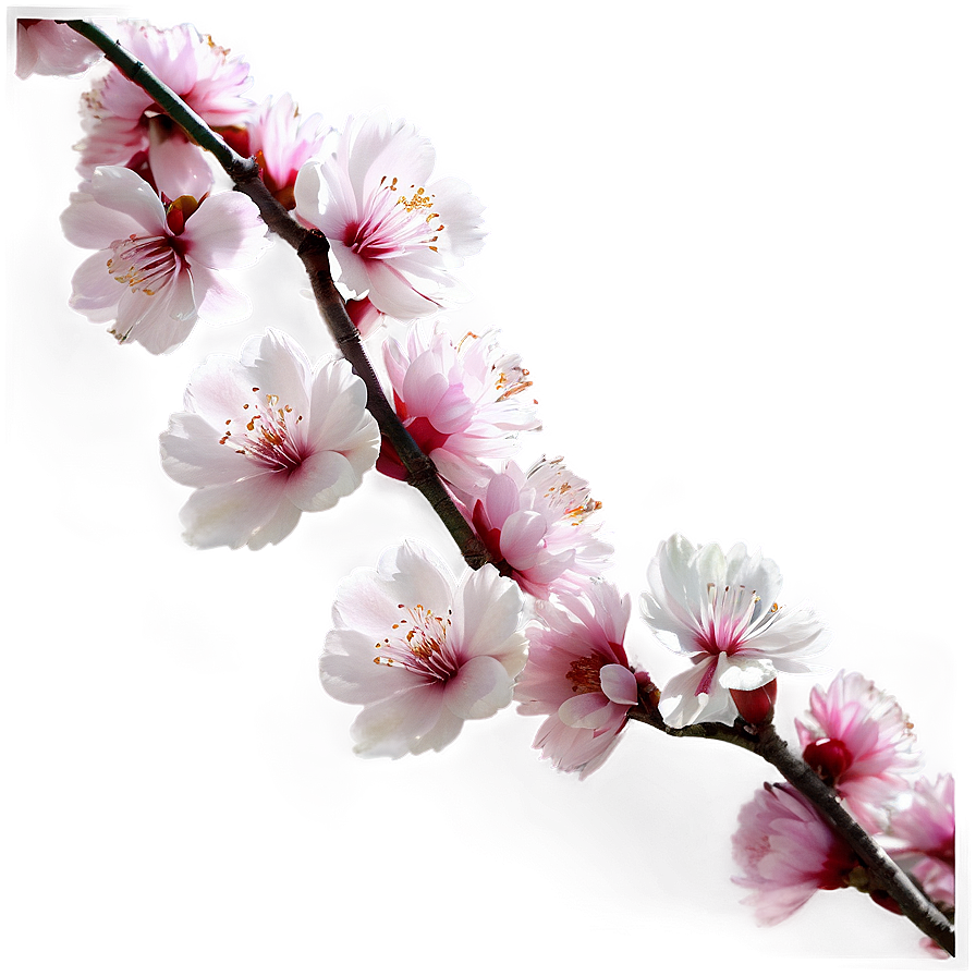 Sakura Flower Garden Png 48