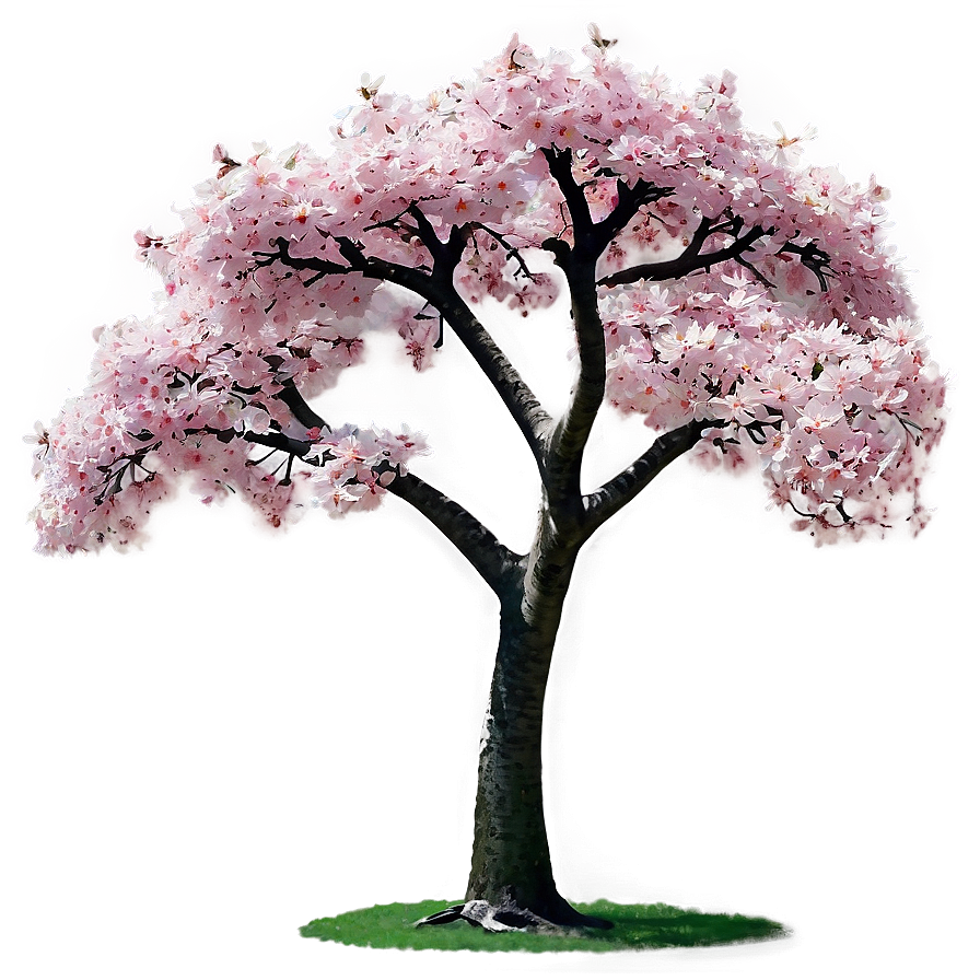 Sakura Tree In Park Setting Png 74