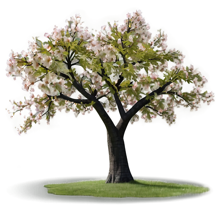 Sakura Tree With Farmhouse Scenery Png 06122024