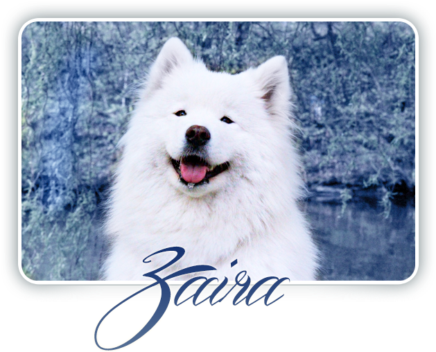 Samoyed Smilingin Nature.png