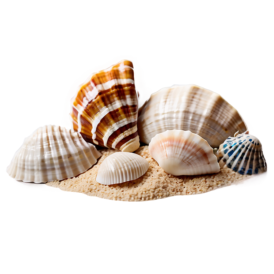 Sand And Sea Shells Png 51