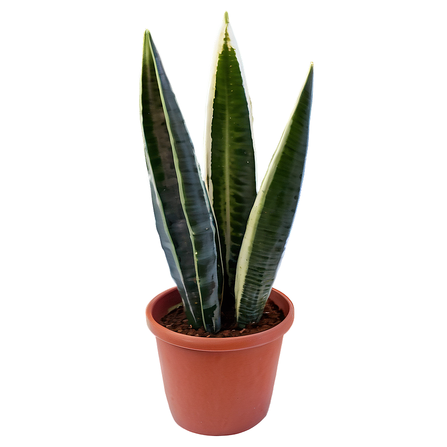 Sansevieria Plant Png 48