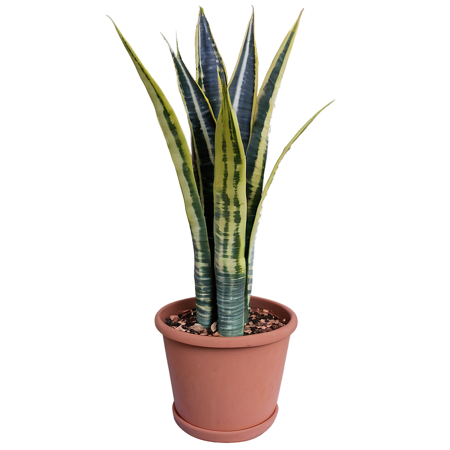 Sansevieria Plant Png Ctb