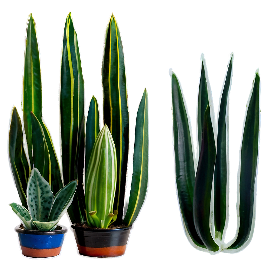 Sansevieria Plant Png Rlr86