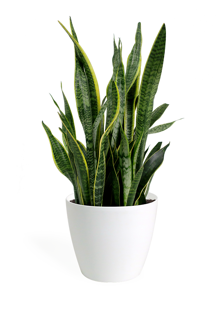 Sansevieria Snake Plantin White Pot