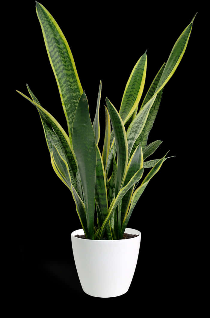 Sansevieria Snake Plantin White Pot