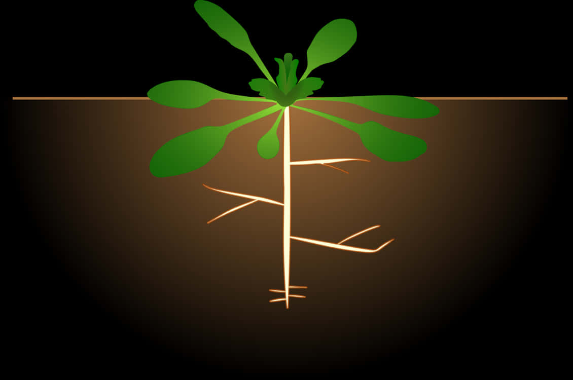 Sapling Roots Vector Illustration