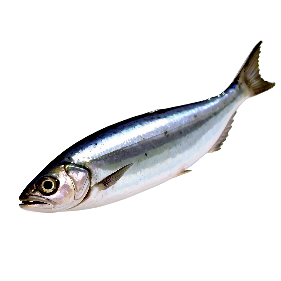 Sardine Brand Png 12